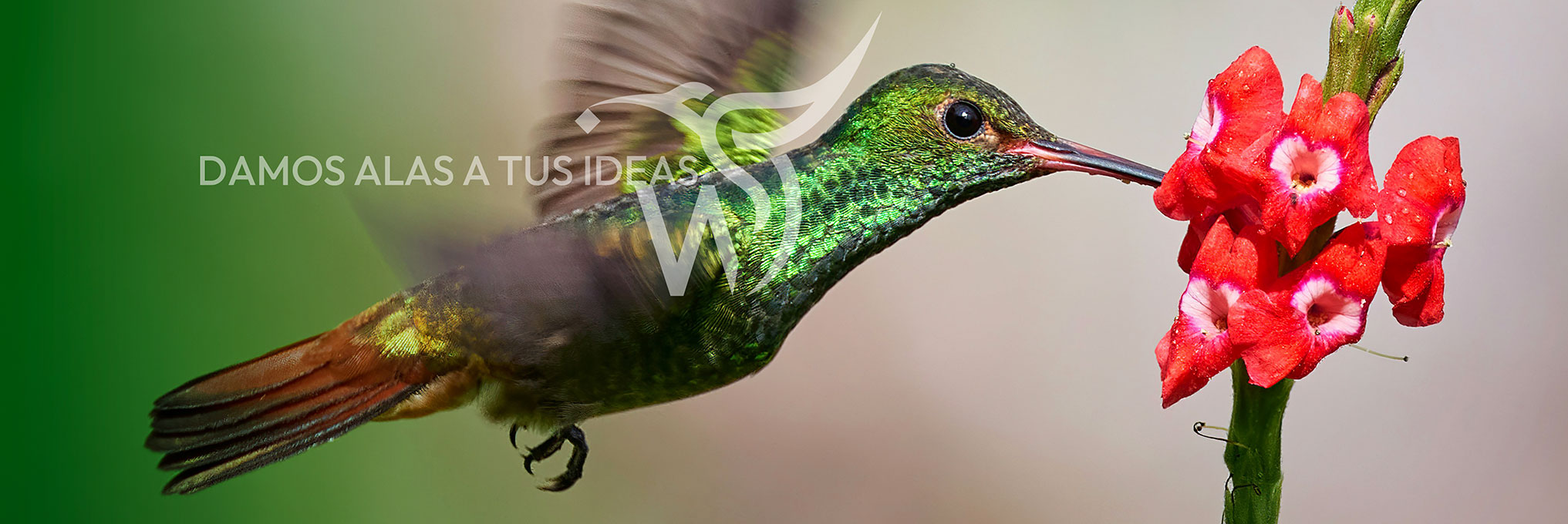 agencia de branding en Leon